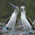 Blue Footed Booby Dancing Photograph by Tui De Roy Blue Footed Booby Dancing Photograph by Tui De Roy