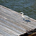 Blue Heron On Dock by Marian Bell Blue Heron On Dock by Marian Bell