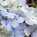 Blue Hydrangea Flowers Photograph by Amy Fose Blue Hydrangea Flowers Photograph by Amy Fose