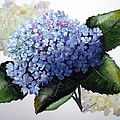 Blue Hydrangea by Karin Dawn Kelshall- Best Blue Hydrangea by Karin Dawn Kelshall- Best