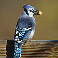 Blue Jay Carrying Peanut Long Island by Tom Vezo Blue Jay Carrying Peanut Long Island by Tom Vezo