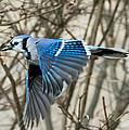 Blue Jay Photograph by Holden The Moment Blue Jay Photograph by Holden The Moment