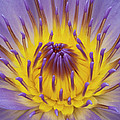 Blue Water Lily Photograph by Heiko Koehrer-Wagner Blue Water Lily Photograph by Heiko Koehrer-Wagner