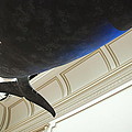 Blue Whale Experience Photograph by Kenny Glover Blue Whale Experience Photograph by Kenny Glover