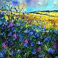 Blue wild chicorees by Pol Ledent Blue wild chicorees by Pol Ledent