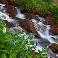 Bluebell Creek Photograph by Darren White Bluebell Creek Photograph by Darren White