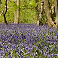 Bluebell Woods Photograph by Spikey Mouse Photography Bluebell Woods Photograph by Spikey Mouse Photography