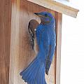 Bluebird of Happiness Photograph by Kenny Glover Bluebird of Happiness Photograph by Kenny Glover