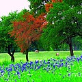 Bluebonnets With Red Flourish Digital Art by Pamela Smale Williams Bluebonnets With Red Flourish Digital Art by Pamela Smale Williams