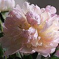 Blushing Peony Photograph by Rona Black Blushing Peony Photograph by Rona Black