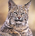 Bobcat Cub Portrait Montana Wildlife Photograph by Dave Welling Bobcat Cub Portrait Montana Wildlife Photograph by Dave Welling