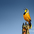 Bokmakierie Bird Calling by Johan Swanepoel Bokmakierie Bird Calling by Johan Swanepoel