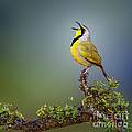 Bokmakierie Bird - Telophorus Zeylonus by Johan Swanepoel Bokmakierie Bird - Telophorus Zeylonus by Johan Swanepoel