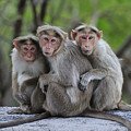 Bonnet Macaque Trio Huddling India Photograph by Thomas Marent Bonnet Macaque Trio Huddling India Photograph by Thomas Marent