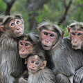 Bonnet Macaques Huddling Western Ghats Photograph by Thomas Marent Bonnet Macaques Huddling Western Ghats Photograph by Thomas Marent