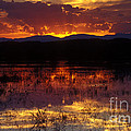 Bosque Sunset - orange Photograph by Steven Ralser Bosque Sunset - orange Photograph by Steven Ralser