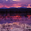 Bosque sunset - purple Photograph by Steven Ralser Bosque sunset - purple Photograph by Steven Ralser