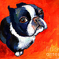 Boston Terrier dog painting prints Painting by Svetlana Novikova Boston Terrier dog painting prints Painting by Svetlana Novikova