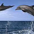Bottlenose Dolphins Leaping Honduras by Konrad Wothe Bottlenose Dolphins Leaping Honduras by Konrad Wothe