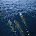 Bottlenose Dolphins Surfacing Shark Bay by Flip Nicklin Bottlenose Dolphins Surfacing Shark Bay by Flip Nicklin