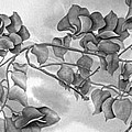 Bougainvillea in Contrast by Heather Gallup Bougainvillea in Contrast by Heather Gallup
