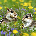 Bountiful Generosity Photograph by Christina Rollo Bountiful Generosity Photograph by Christina Rollo