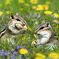 Chipmunk Friends Photograph by Christina Rollo Chipmunk Friends Photograph by Christina Rollo