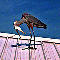 Bowing Blue Heron by Marian Bell Bowing Blue Heron by Marian Bell