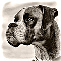 Boxer Profile Photograph by Lana Trussell Boxer Profile Photograph by Lana Trussell