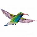 Broad Billed Hummingbird Painting by Amy Kirkpatrick Broad Billed Hummingbird Painting by Amy Kirkpatrick