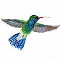 BroadBilled Fan Tail Hummingbird Painting by Amy Kirkpatrick BroadBilled Fan Tail Hummingbird Painting by Amy Kirkpatrick