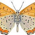 Bronze copper butterfly Drawing by Anonymous Bronze copper butterfly Drawing by Anonymous