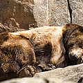 Brown bear asleep again Photograph by Flees Photos Brown bear asleep again Photograph by Flees Photos