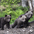 Brown Bear Cubs Croatia by Lesley van Loo Brown Bear Cubs Croatia by Lesley van Loo