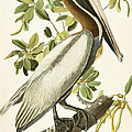 Brown Pelican by John James Audubon Brown Pelican by John James Audubon