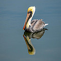 Brown Pelican Reflection Photograph by Debra Martz Brown Pelican Reflection Photograph by Debra Martz