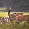 Buck and Doe and Fawn at Sunset by Michael Dougherty