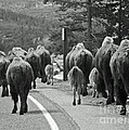 Buffalo Butts by Lucy Bounds Buffalo Butts by Lucy Bounds
