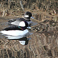 Bufflehead Pair Photograph by Shane Bechler Bufflehead Pair Photograph by Shane Bechler
