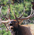 Bugling Bull Photograph by Shane Bechler Bugling Bull Photograph by Shane Bechler