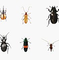 Bugs by Ele Grafton Bugs by Ele Grafton