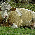 Bull Close-up at Wardlow by Rod Johnson
