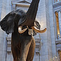 Bull Elephant in Natural History Rotunda Photograph by Kenny Glover Bull Elephant in Natural History Rotunda Photograph by Kenny Glover