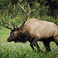 Bull Elk Charging by Michael Dougherty