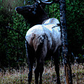 Bull Elk in Moonlight Photograph by Lars Lentz Bull Elk in Moonlight Photograph by Lars Lentz