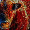 Bull on Ice Photograph by Amanda Smith Bull on Ice Photograph by Amanda Smith
