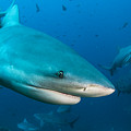 Bull Sharks In Beqa Lagoon Viti Levu Photograph by Pete Oxford Bull Sharks In Beqa Lagoon Viti Levu Photograph by Pete Oxford