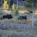 Bulls In The Meadow by Shane Bechler Bulls In The Meadow by Shane Bechler