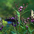 Butterflies Three Photograph by Carol Montoya Butterflies Three Photograph by Carol Montoya