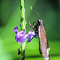 Butterfly Photograph by Becca Buecher Butterfly Photograph by Becca Buecher